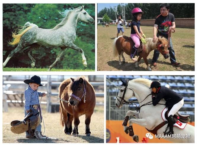 河北省首届国际宠物嘉年华-京津冀宠物文化节闪亮登场