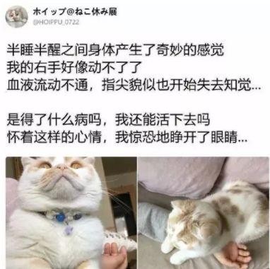 家里的猫会开门...比看完恐怖片去厕所还吓人