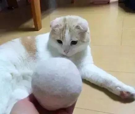 家里的猫会开门...比看完恐怖片去厕所还吓人