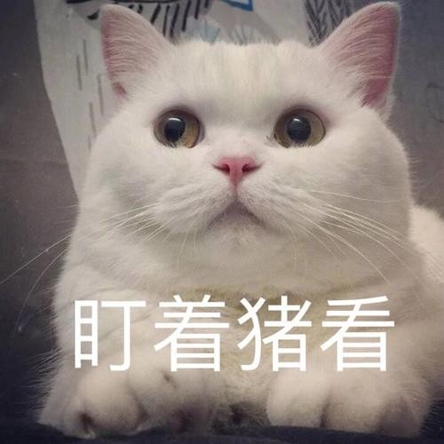 忠心的猫咪TOP6：它们一生只认一个主人，有你家猫吗？