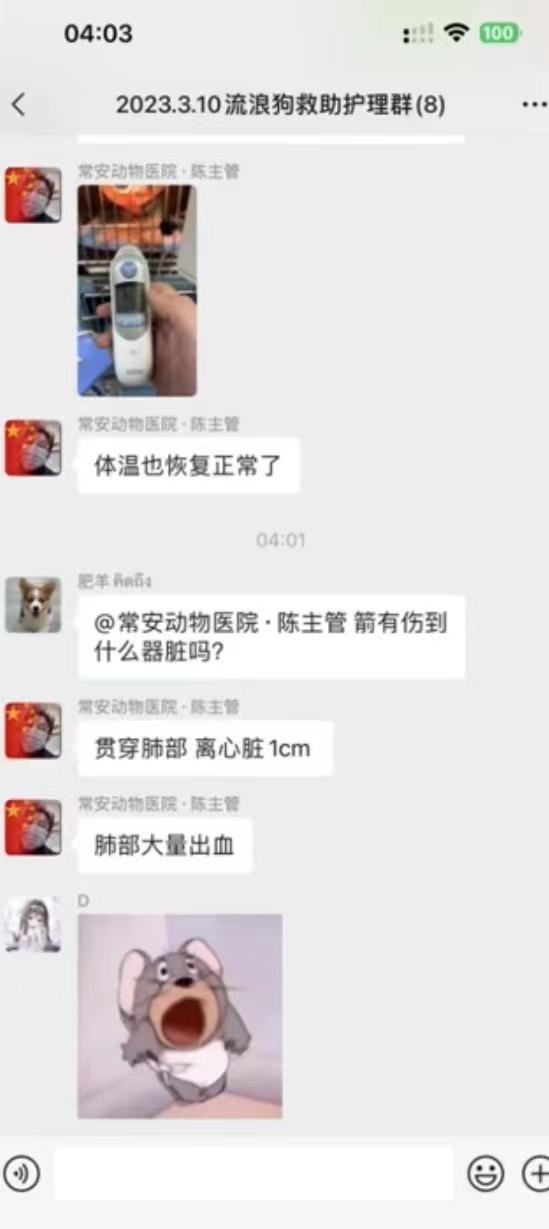 揭阳一流浪狗被人用箭矢射穿身体好心人接力营救宠物犬来献血