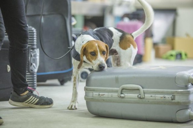 为什么检疫犬很多是比格犬？看完才知道这狗狗太适合了