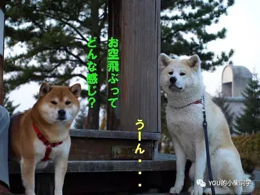 柴犬和秋田犬的区别大讲解