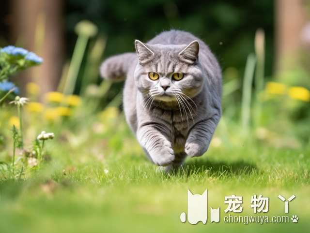 三花德文卷毛猫能生出什么花色？